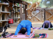 A baby goat uses Aurelio Osorio's back as a springboard during Yin Yoga class at Goods and Goats in San Juan Capistrano, Calif., on Aug. 28. Goat yoga has become popular at the farm and nationwide.