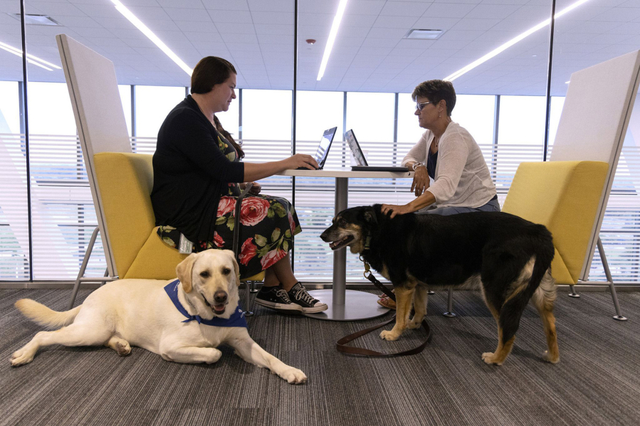 Executive assistant Michelle Feuillerat, left, with her dog Sunshine, and head of underwriting Lynn Seitler, with her dog Muddy, work together at Zurich American Insurance in Schaumburg on Aug. 29, 2022. The headquarters for Zurich North America uses a hybrid strategy where most people only come in a few days per week. One of the perks for employees returning to the office is the option to bring their dog with them on Mondays and Fridays.