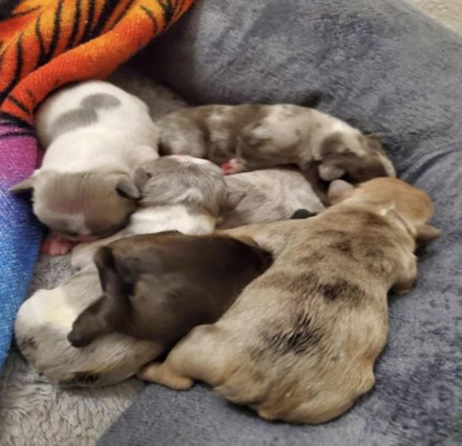 The Los Angeles Police Department, Devonshire Division, is investigating an incident where nine French Bulldog puppies were stolen from a residence in Northridge (Los Angeles Police Department/TNS)