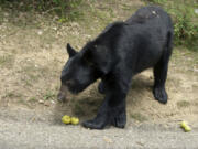 An adult black bear eating apples.
