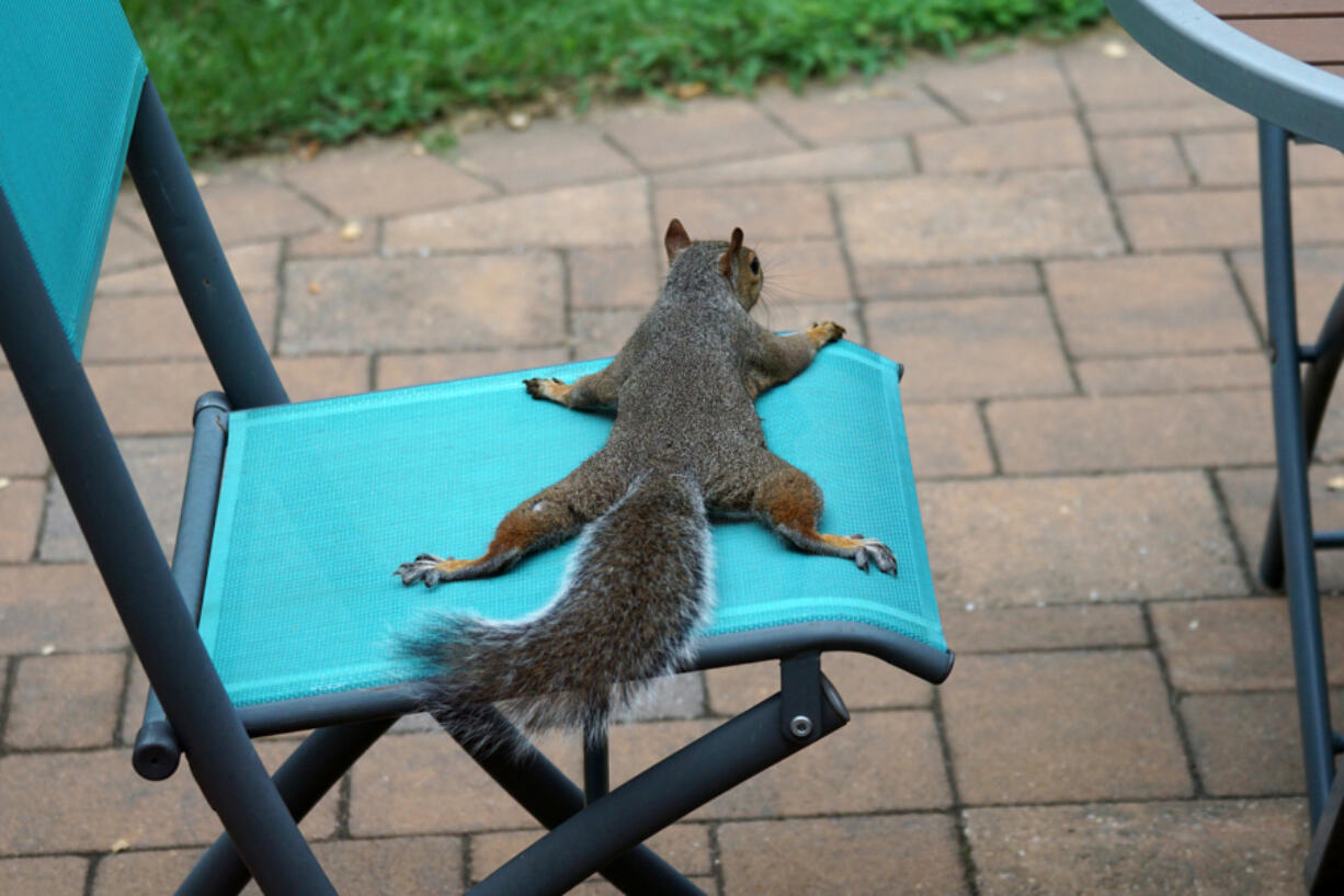 "Splooting" is a way squirrels and some other animals sprawl out to stay cool when temperatures rise.