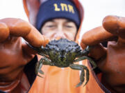 Lummi Natural Resources field technician Lisa Balton holds a European Green Crab on Dec. 10 pulled from a crab trap along the shoreline of the Sea Pond .