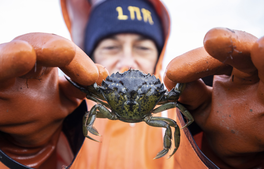 Lummi Natural Resources field technician Lisa Balton holds a European Green Crab on Dec. 10 pulled from a crab trap along the shoreline of the Sea Pond .