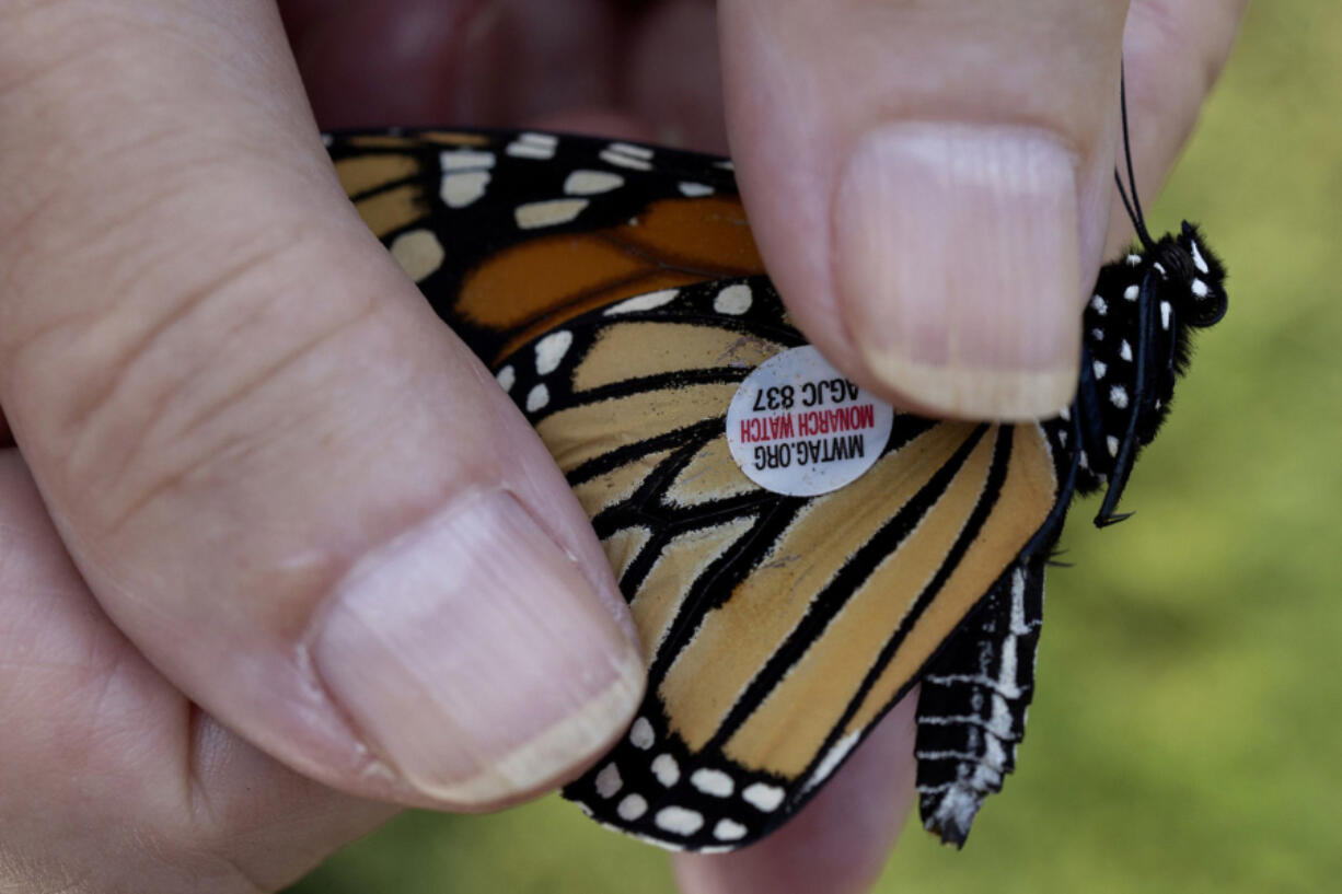 Judith Kolar carefully applies a small numbered tag to the wing of a monarch butterfly at the Lakeview Community Garden at Diversey on Sept. 14, 2022, in Chicago.