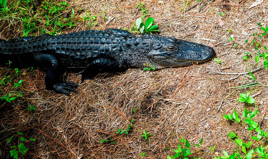 An alligator rests Aug. 22 waiting for the sun to reappear on the bank near the fishing dock at Jarvis Creek Park on Hilton Head Island, N.C.