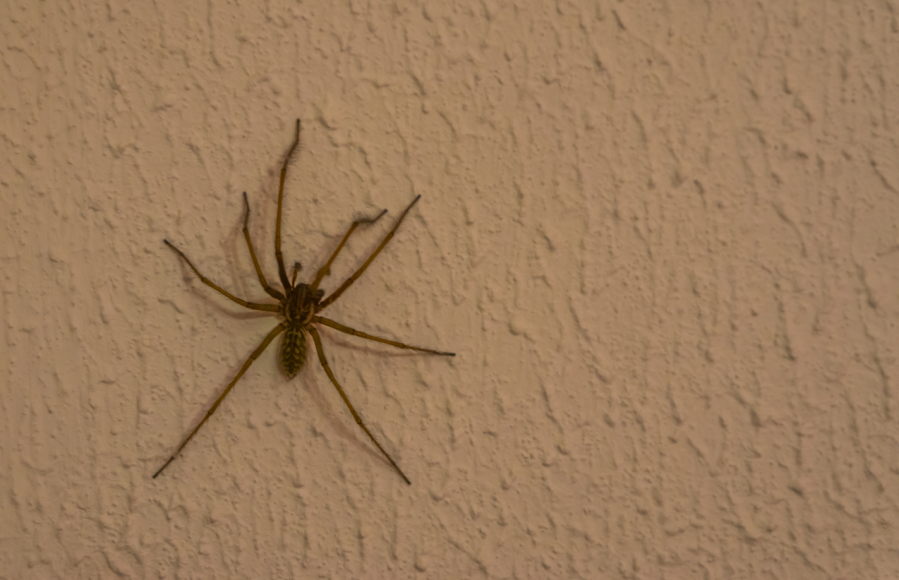 As the weather cools, spiders are moving indoors.