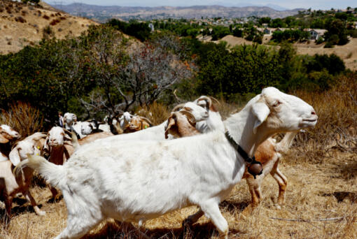 A herd of goats graze on drought-stressed land as part of city wildfire prevention efforts on Aug. 9 in Anaheim, Calif.