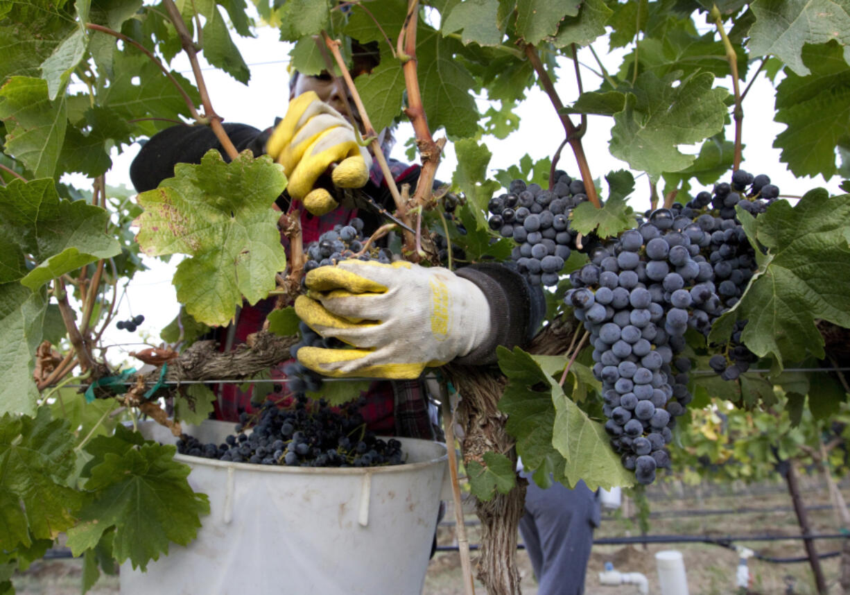 Yolanda Gil harvests merlot wine grapes Sept. 16, 2014, at the Dineen Vineyards in Zillah.
