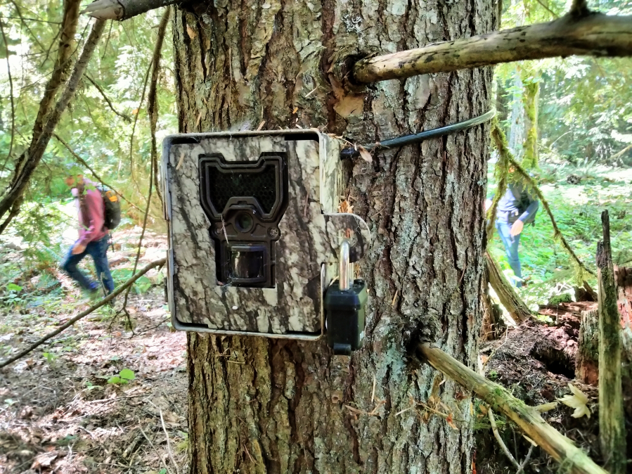 In a partnership project between Oregon State University and the Cascade Forest Conservancy, 72 motion-detecting wildlife cameras in camouflaged metal boxes were locked to trees in the Gifford Pinchot National Forest north of Mount St. Helens. The cameras took thousands of photographs of resident wildlife over three years. In August, volunteers with the Cascade Forest Conservancy tracked down nearly all the cameras, downloaded their data and removed them.