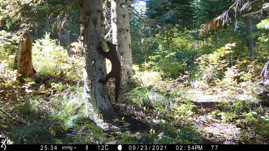 Researchers placed hidden cameras in the Gifford Pinchot National Forest to observe fishers, medium-sized members of the weasel family that are endangered in Washington.