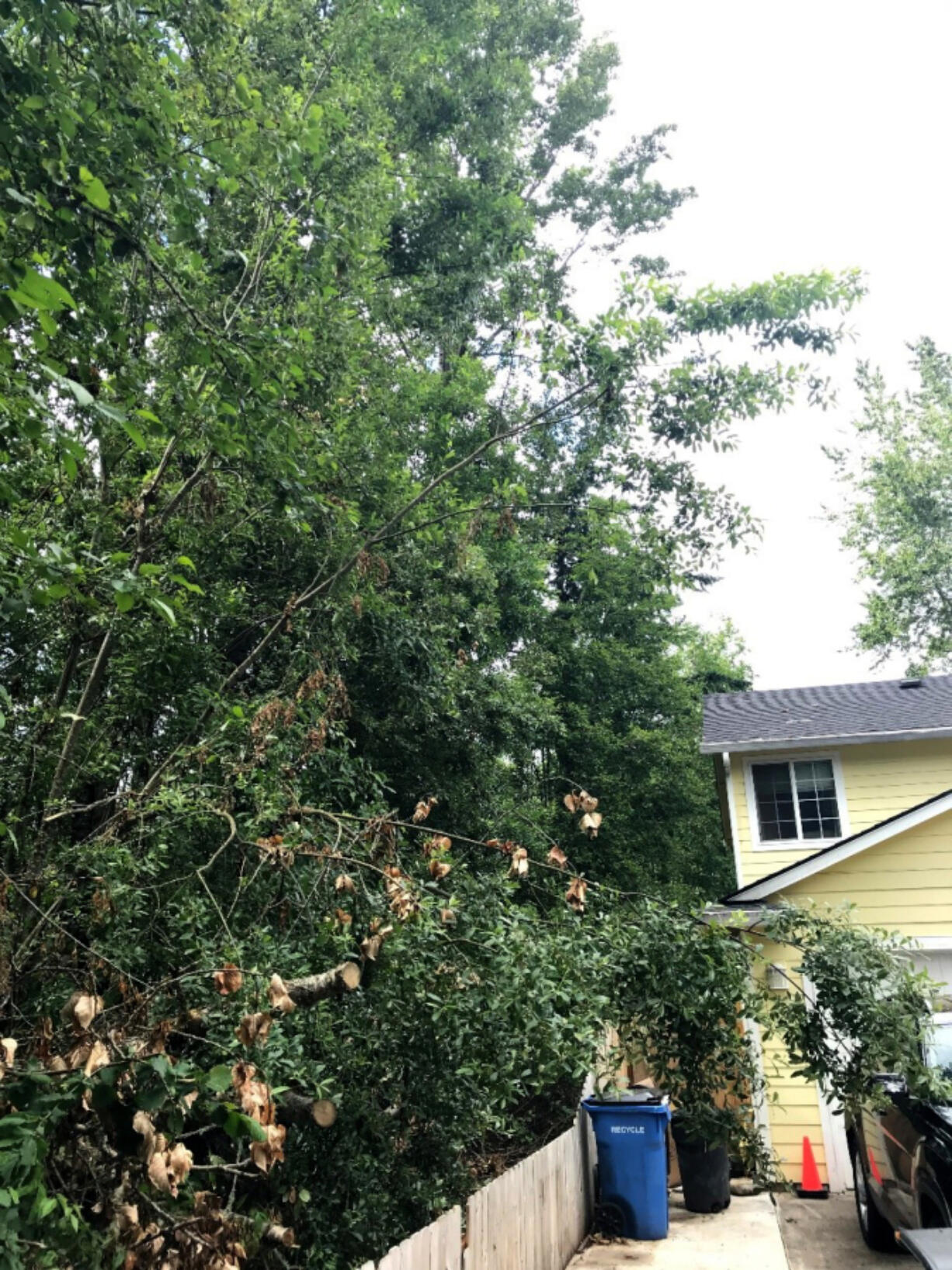 "So many problems between neighbors can be avoided with a little proactive pruning," said arborist Frank Krawczyk of PNW Tree Consulting.