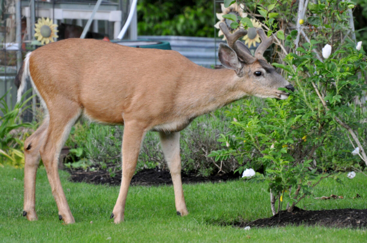Columbian black-tailed deer browse shrubs, trees, grasses, nuts, fruits and garden crops. Feeding them anything else can make them ill or kill them.
