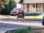 As their natural habitat is lost to development, Columbian black-tailed deer are becoming an increasingly familiar sight in residential yards, green spaces and neighborhood streets in Western Washington.
