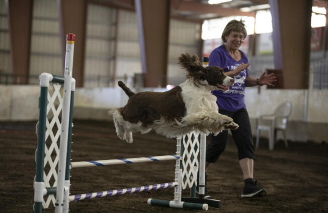Lori Holdren of Silverton runs alongside Radar, an English springer spaniel, in the Portland Agility Club trials Saturday in the Dr. Jack Giesy Arena at the Clark County Event Center at the Fairgrounds in Ridgefield.