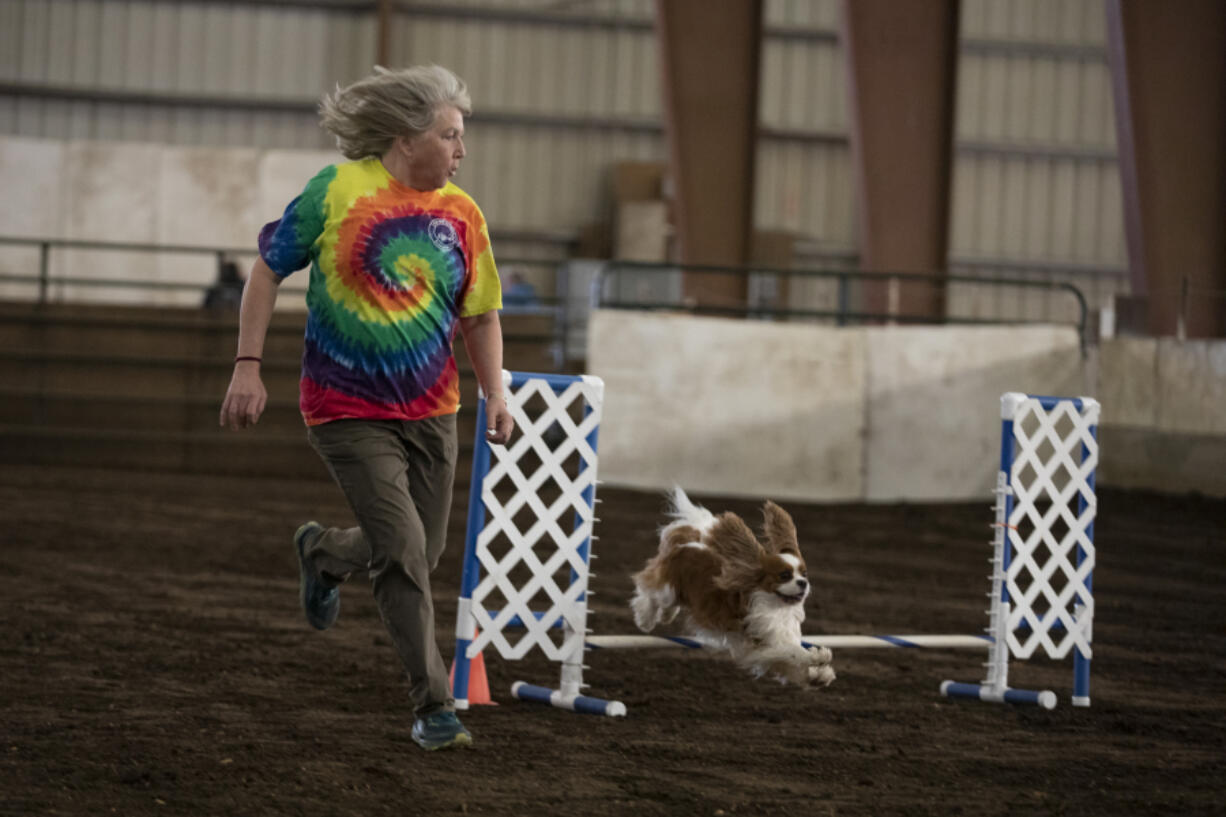 Wendy Jensen runs alongside Scout, a Cavalier King Charles spaniel, in the Novice JWW round of the Portland Agility Club Trials on Saturday the Clark County Event Center at the Fairgrounds in Ridgefield.
