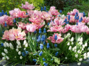 Double tulips and grape hyacinths bloom in a container.