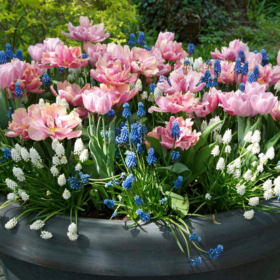 Double tulips and grape hyacinths bloom in a container.