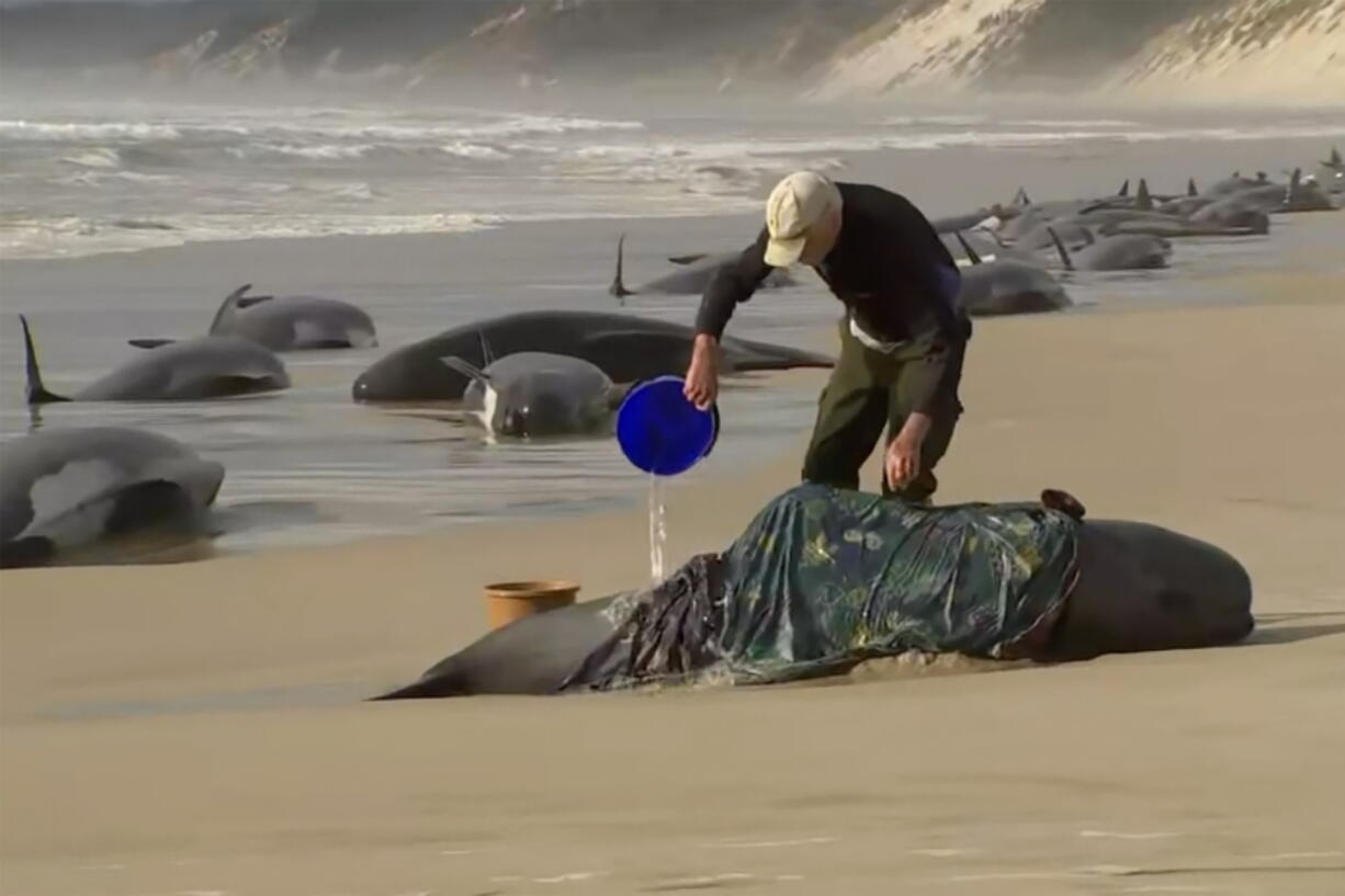 In this image made from a video, a rescuer pours water on one of stranded whales on Ocean Beach, near Strahan, Australia Wednesday, Sept. 21, 2022. More than 200 whales have been stranded on Tasmania's west coast, just days after 14 sperm whales were found beached on an island off the southeastern coast.
