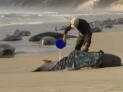 In this image made from a video, a rescuer pours water on one of stranded whales on Ocean Beach, near Strahan, Australia Wednesday, Sept. 21, 2022. More than 200 whales have been stranded on Tasmania's west coast, just days after 14 sperm whales were found beached on an island off the southeastern coast.