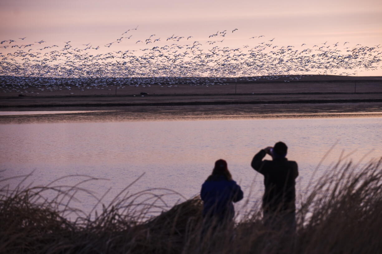 Two bird watchers photograph thousands of snow geese at the Freezeout Lake Wildlife Management Area on March 24, 2017, outside Fairfield, Mont. A new online atlas of bird migration, published Sept. 15, draws from an unprecedented number of scientific and community data sources to illustrate the routes of about 450 bird species in the Americas.