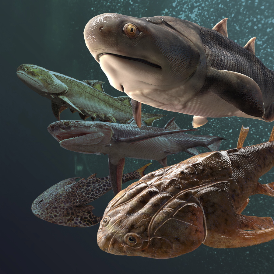 This illustration provided by Heming Zhang in September 2022 depicts some of the fossil fish, more than 400 million years old, which were found by researchers in southern China, announced in a series of studies published in the journal Nature on Wednesday, Sept. 28, 2022. The fossils date back to the Silurian period when scientists believe our backboned ancestors, who were still swimming around on a watery planet, may have started evolving teeth and jaws around this time.