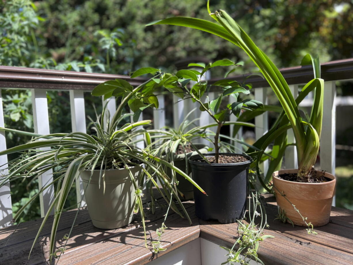 Houseplants that spent the summer outdoors  will need to undergo a gradual transition back into the home to avoid shock.
