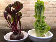 Beet greens, left, and Romaine lettuce are grown indoors from kitchen scraps.