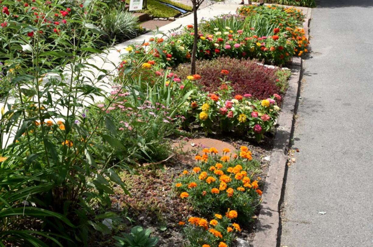A colorfully-planted hell strip gardens in Buffalo, N.Y., are seen in July 2018. Choose plants that will be low maintenance and cheerful.