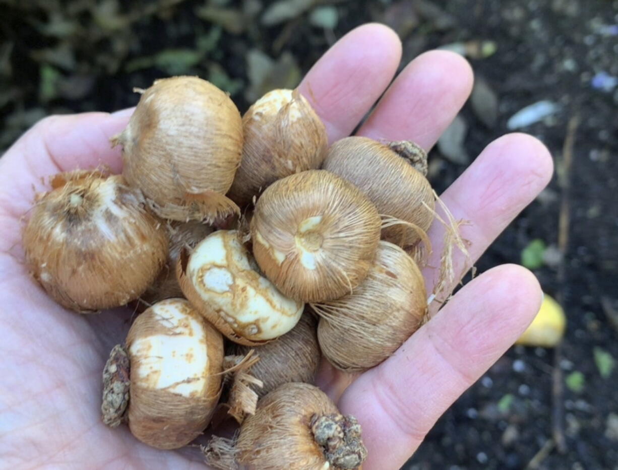 This November 2021 photo provided by Jessica Damiano shows a handful of spring bulbs in Glen Head, N.Y.
