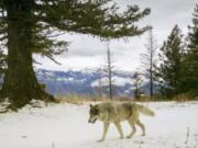 FILE -In this Dec. 4, 2014, file photo, released by the Oregon Department of Fish and Wildlife, a wolf from the Snake River Pack passes by a remote camera in eastern Wallowa County, Ore. Oregon wildlife officials said Tuesday, Sept. 13, 2022, that they have identified a new family of wolves in the northern Cascade Mountains, bringing the total number of known wolf groups in the region to three.