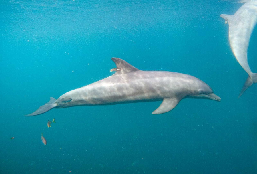 In this photo released by DolphinProject.com, Rocky with GPS tag attached swims at the Umah Lumba Rehabilitation, Release and Retirement Center in Banyuwedang Bay, West Bali, Indonesia Saturday, Sept. 3, 2022. Three bottlenose dolphins were released into the open sea in Indonesia Saturday after years of being confined for the amusement of tourists who would touch and swim with them.