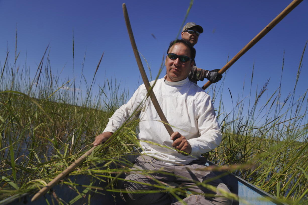 Ryan White, front, and Darold Madigan harvest wild rice on Leech Lake in Minnesota, Sunday, Sept. 11, 2022. White, who has been ricing for three decades, says the beds are "continually shrinking," which endangers the wild rice's spiritual and economic gifts.