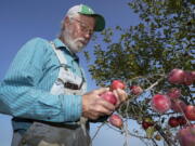 George Naylor looks over organic apples grown on his farm, Tuesday, Sept. 13, 2022, near Churdan, Iowa. Naylor, along with his wife Patti, began the transition to organic crops in 2014. The demand for organics has increased so fast that the U.S. Department of Agriculture last month committed up to $300 million to help farmers switch from conventional crops.