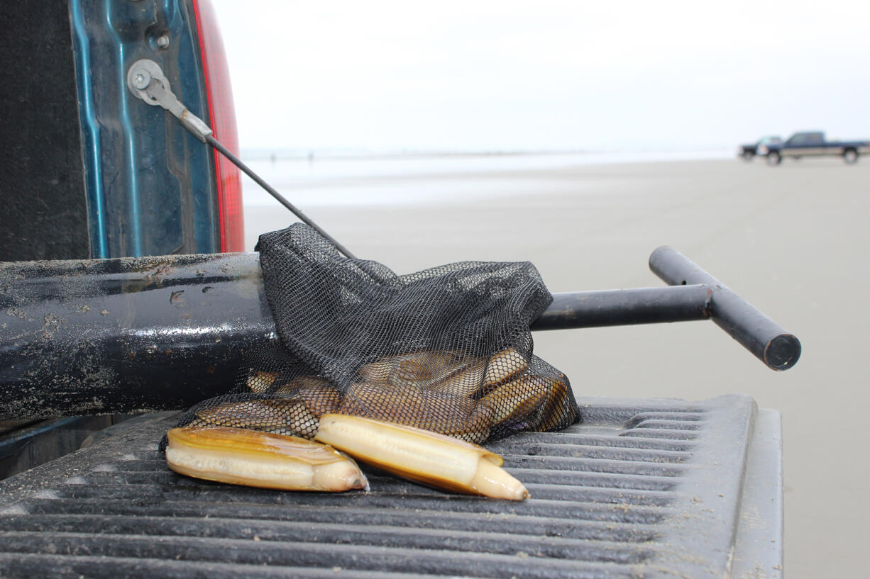 The 2022-23 razor clam digging season on the Washington coast as been delayed due to climbing toxin levels.