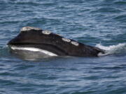 FILE - A North Atlantic right whale feeds on the surface of Cape Cod bay off the coast of Plymouth, Mass., March 28, 2018. The state of Maine and a fishing group are appealing a federal judge's decision that new rules intended to protect endangered whales must stand. The judge denied a request from fishermen to stop federal regulators from placing the new restrictions on lobster fishing, earlier in Sept. 2022.