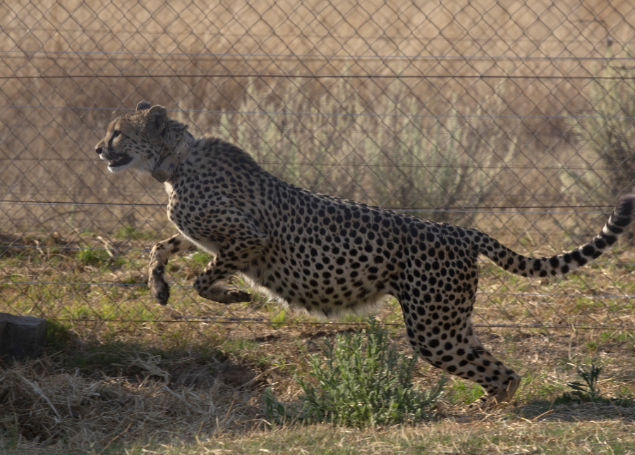 A cheetah jumps inside a quarantine section before being relocated to India next month, at a reserve near Bella Bella, South Africa, Sunday, Sept. 4, 2022. South African wildlife officials have sent four cheetahs to Mozambique this week and plan to send more cheetahs to India next month.