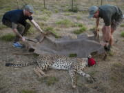 A male cheetah is loaded onto a stretcher Sept. 4 after being tranquilized by wildlife veterinarian, Andy Frasier, right, at a reserve near Bella Bella, South Africa.