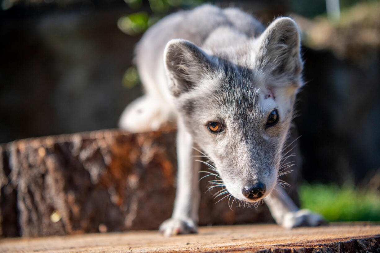Meet amber-eyed Sven, the lone fox at the Point Defiance Zoo & Aquarium.