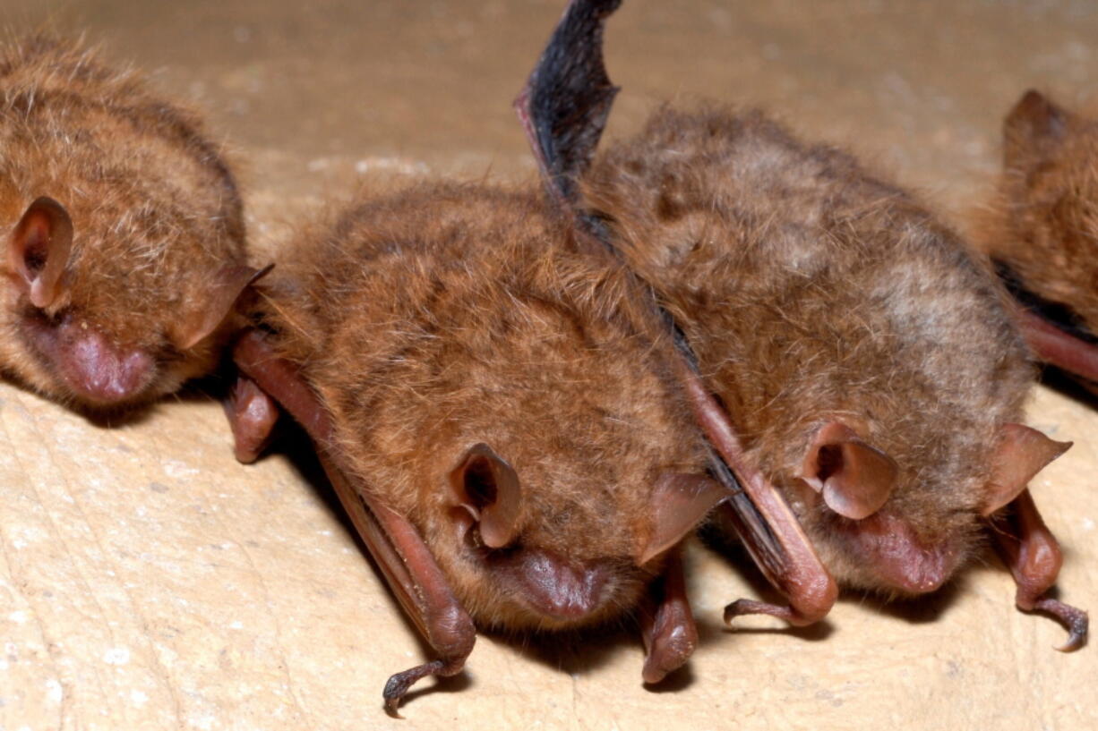 Federal officials announced Tuesday plans to list tricolored bats as endangered -- the second U.S. bat species recommended for the designation in 2022, as a fungal disease ravages their populations. (U.S.