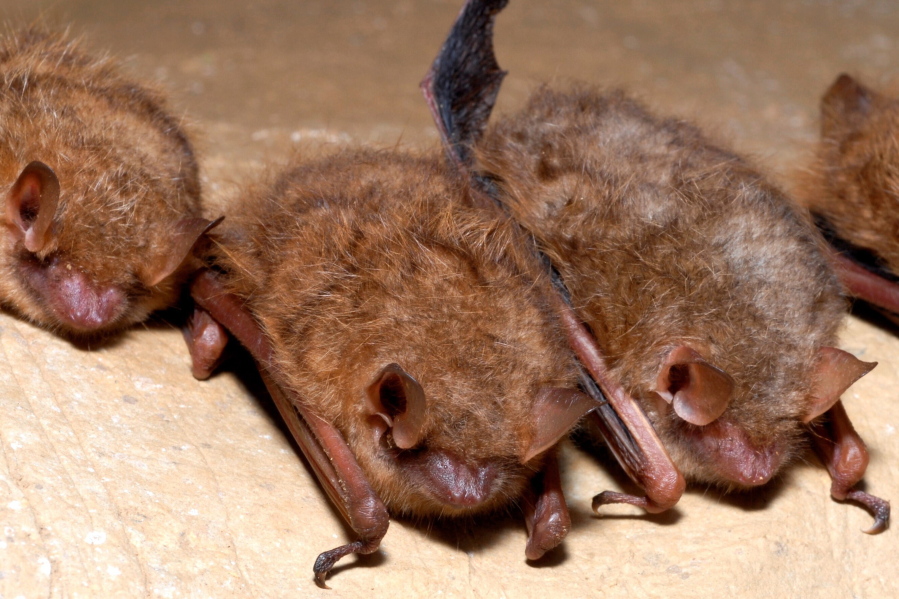 Federal officials announced Tuesday plans to list tricolored bats as endangered -- the second U.S. bat species recommended for the designation in 2022, as a fungal disease ravages their populations. (U.S.
