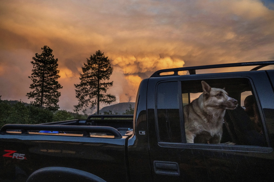 A dog rides through the Foresthill community in Placer County, Calif., as the Mosquito Fire burns on Thursday, Sept. 8, 2022.