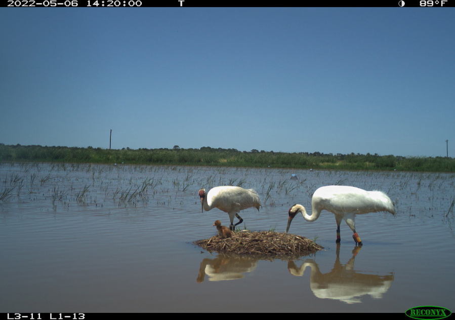 In this image from a trail camera, a pair of adult whooping cranes stand over a one-day-old chick May 6 in Allen Parish, La.
