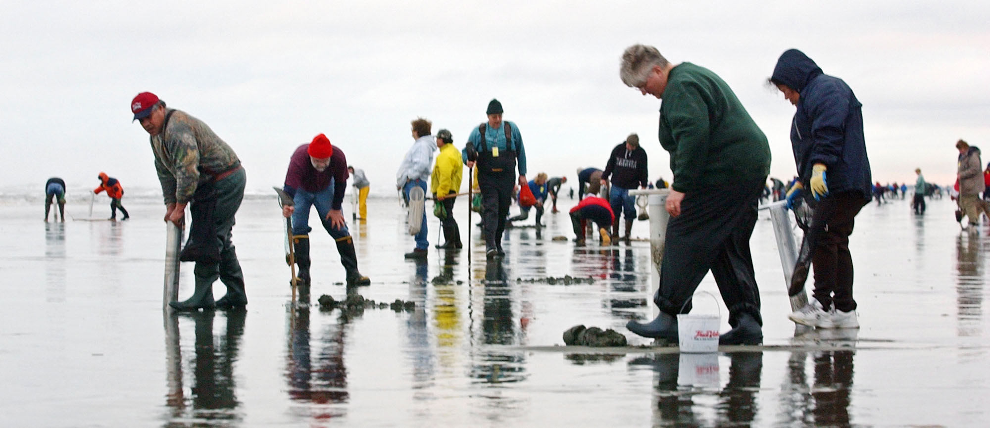 Clam diggers scour the beach on the Washington coast.