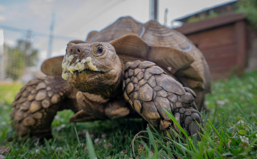 Tywin, a tortoise in its mid-20???s, has banana on his face after being fed half a banana by his owner, Bill Kalahurka on Wednesday, July 6, 2022. Tywin is one of two large African spurred tortoises owned by Brookside residents Bill and Stephanie Kalahurka.