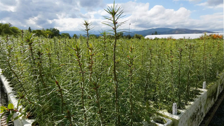 Rows of conifers grow at the Montana Conservation Seedling Nursery in Missoula. New federal funding will address the loss of forest landscape nationwide caused by wildfires, drought, disease and pests.