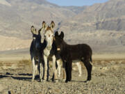 A wild donkey family near Death Valley National Park in California.
