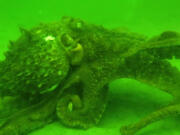 In this still image taken from video provided by Andrea Petersen on Oct. 5, 2014, a giant pacific octopus swims at the bottom of the Puget Sound near Edmonds. Every year, the aquarium enlists the help of volunteer divers to search and count giant pacific octopus in the Puget Sound for an underwater census.