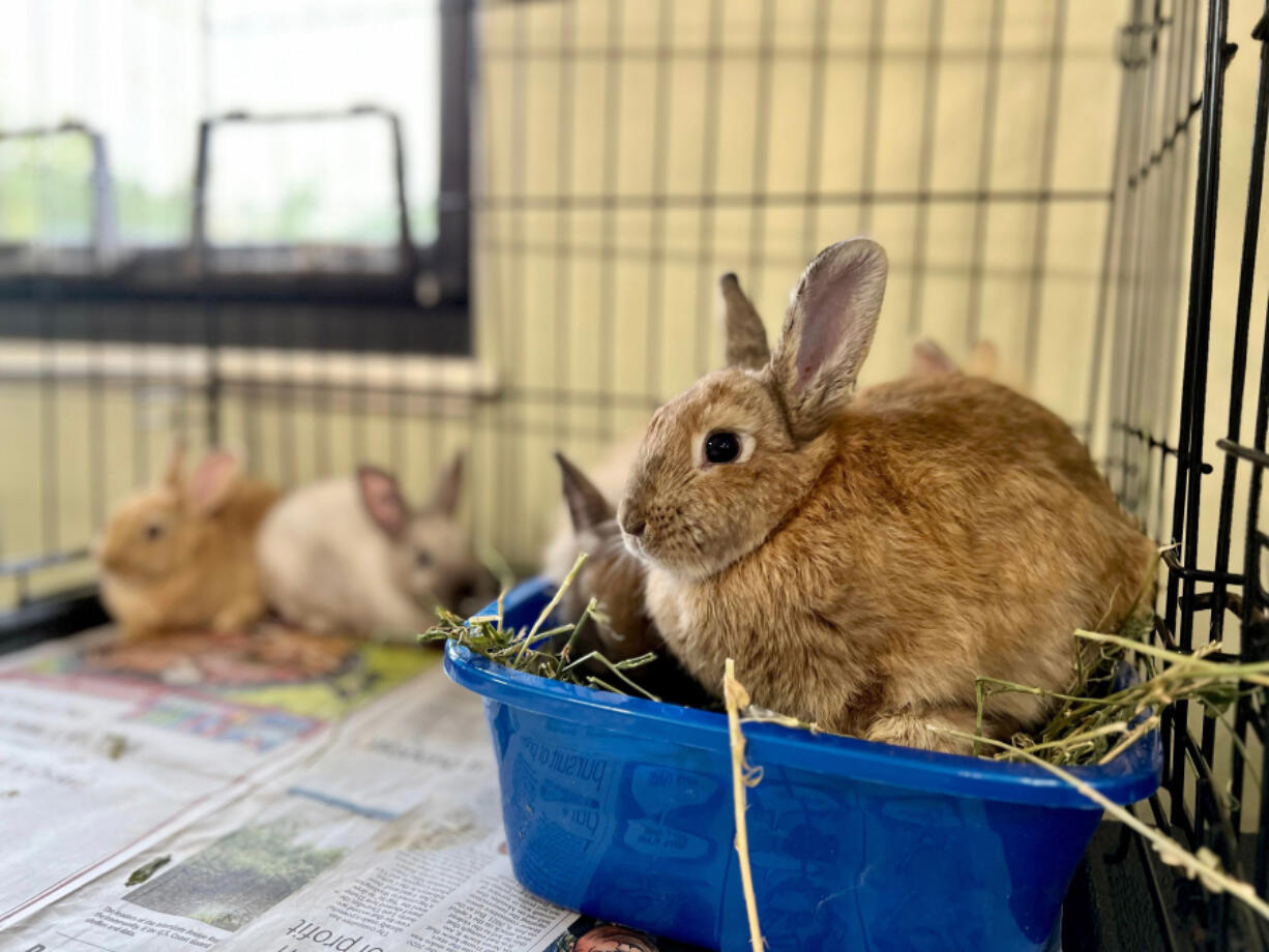 A few of nearly 100 bunnies that were rescued from a local house and now reside at the Humane Society for Southwest Washington.