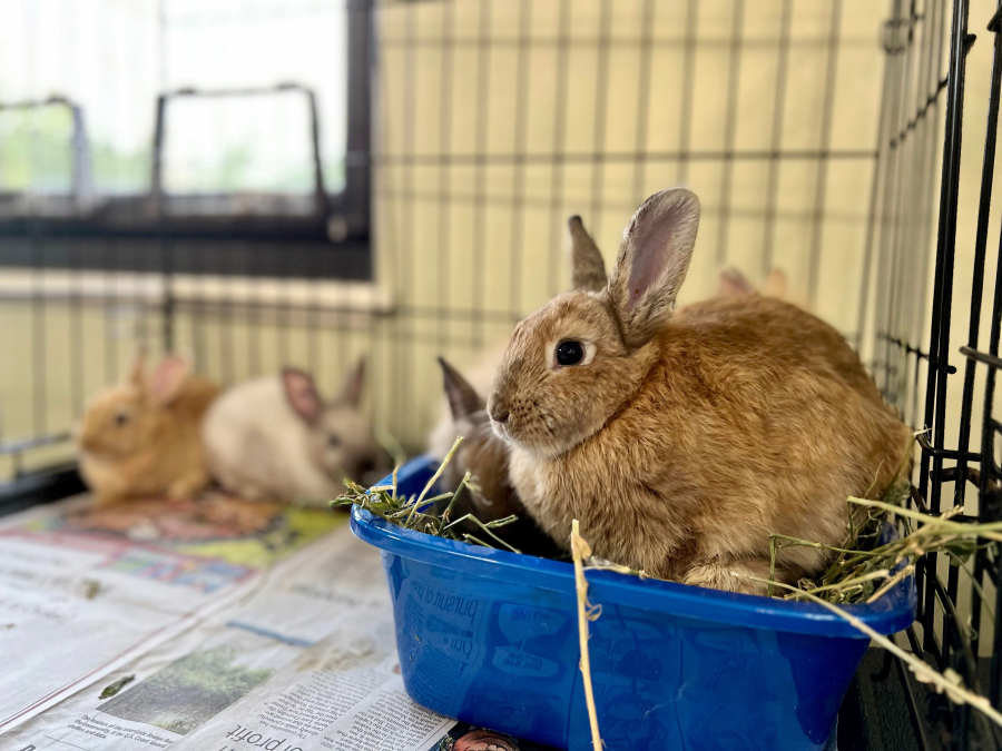 A few of nearly 100 bunnies that were rescued from a local house and now reside at the Humane Society for Southwest Washington.