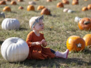 Cassidy Forsburg, 2, of Battle Ground sits in the pumpkin patch at Pomeroy Farm in Yacolt. The Pumpkin Lane event will run on weekends through the rest of the month.